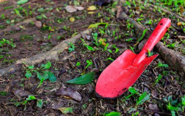 yakın plan kırmızı kürek sebze ve ağaç dikme