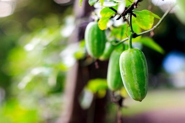 Yakın plan sarmaşık kabağı ağacı, coccinia grandis
