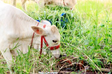 yemek çimen ile yumuşak odak ve ışık içinde belgili tanımlık geçmiş üzerinden inek
