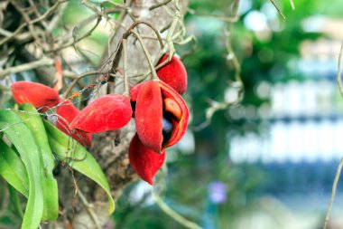 Yakın plan kestane ağacı yumuşak odaklı ve arka planda ışığın üzerinde