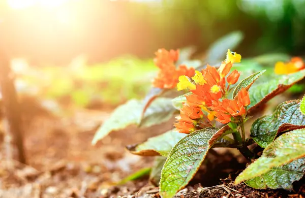 Bela Flor Jardim Com Foco Suave Sobre Luz Solar Fundo — Fotografia de Stock