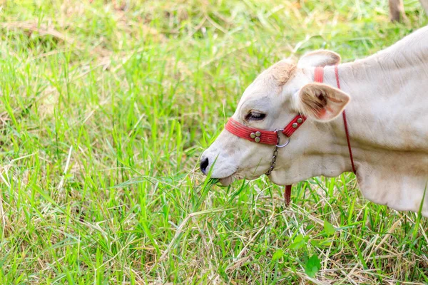 牛吃草与软焦点和超过光的背景 — 图库照片