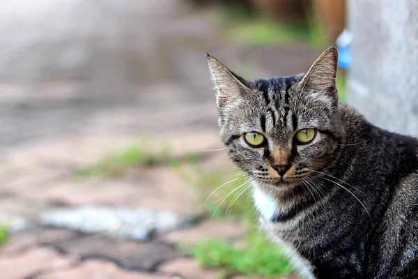 背景音乐柔和的科洛普猫 浅色的 — 图库照片