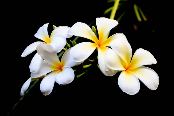 Plumeria Flor Con Enfoque Suave Fondo Sobre Luz —  Fotos de Stock