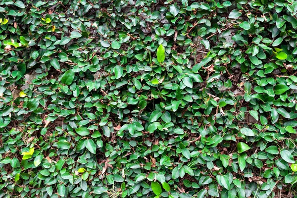 Grön Lövvägg Ovanifrån — Stockfoto