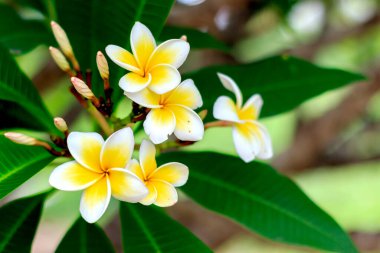 Plumeria çiçeği arka planda yumuşak odaklı. ışık üzerinde
