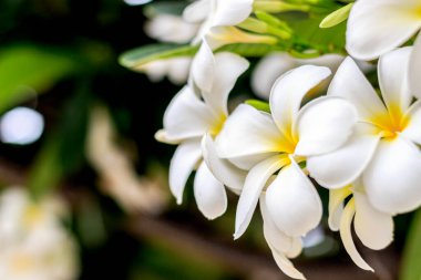 Plumeria çiçeği arka planda yumuşak odaklı. ışık üzerinde