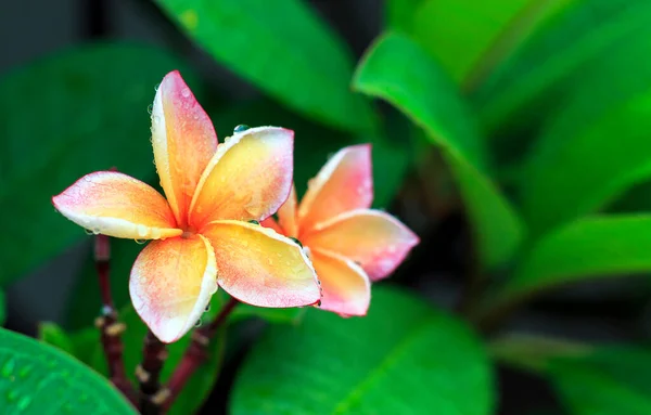 Fiore Plumeria Con Soft Focus Sullo Sfondo Sopra Luce — Foto Stock