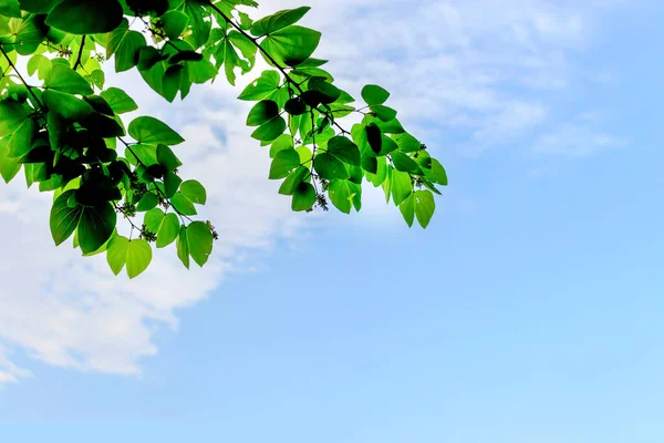 Φύλλα Μπλε Ουρανό Απαλή Εστίαση Στο Παρασκήνιο Πάνω Από Φως — Φωτογραφία Αρχείου