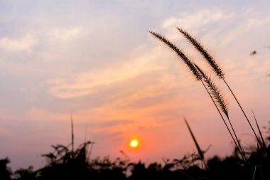 Arka planda yumuşak odaklı çimen çiçeğine yakın çekim. gün ışığında