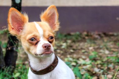 Arka planda yumuşak odaklı yaz bahçesinde yakın plan chihuahua. ışık üzerinde
