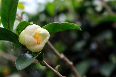 Arka planda yumuşak odaklı yeşil çay çiçeği. ışık üzerinde
