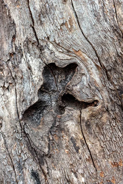 Detailní Struktura Kůry Stromu — Stock fotografie