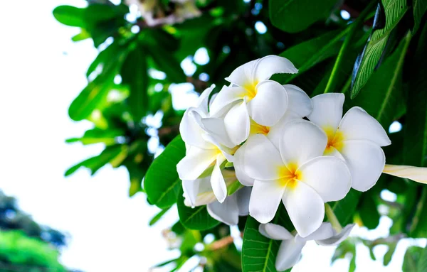 Leelawadee Bloem Met Zachte Focus Achtergrond Licht — Stockfoto