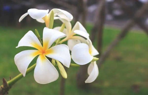 Fiore Leelawadee Con Soft Focus Sullo Sfondo Sopra Luce — Foto Stock