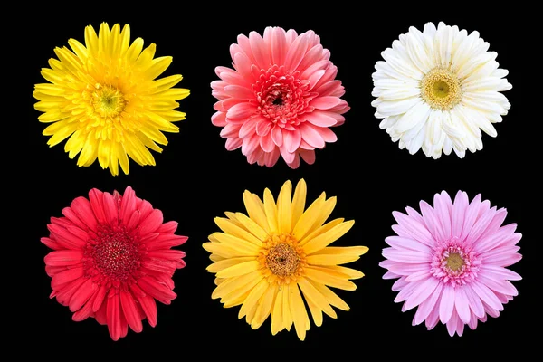 Set Colorful Seasonal Blooms Black Background — Stock Photo, Image