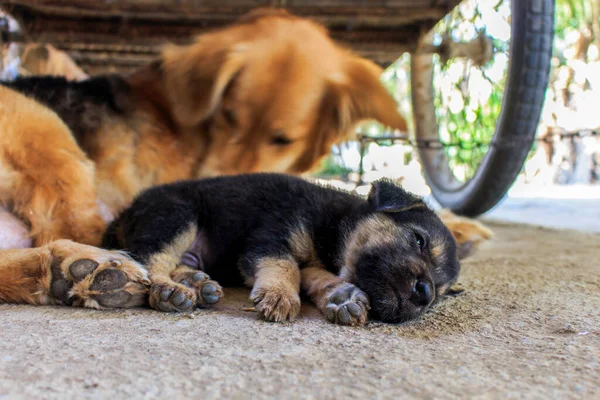 Perro Cachorro Durmiendo Con Enfoque Suave Fondo — Foto de Stock