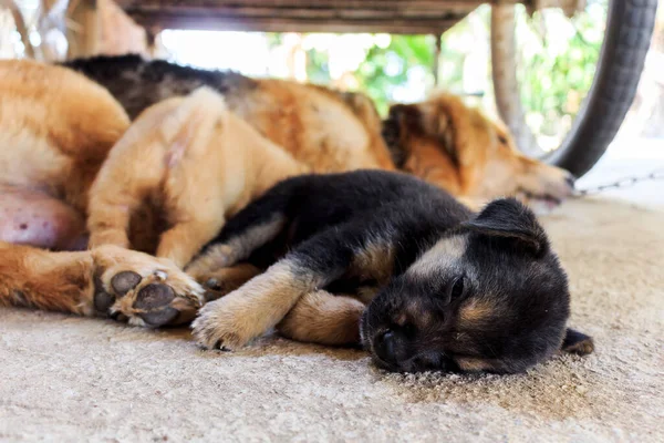 Perro Cachorro Durmiendo Con Enfoque Suave Fondo — Foto de Stock