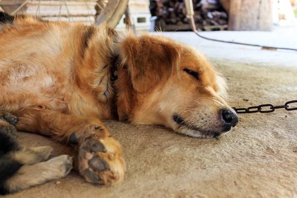 Perro Cachorro Durmiendo Con Enfoque Suave Fondo Sobre Luz — Foto de Stock