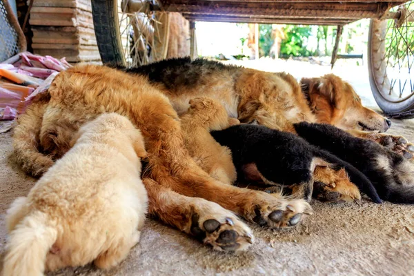 Perro Cachorro Durmiendo Con Enfoque Suave Fondo Sobre Luz — Foto de Stock