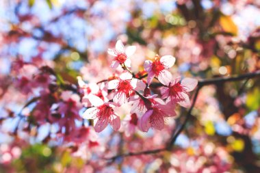 prunus cerasoides çiçekleri yumuşak odaklı ve ışığın üzerinde