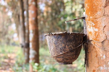 Kauçuk ağaçtan çıkarılan sütlü lateks yumuşak odaklı ve ışığın üzerinde