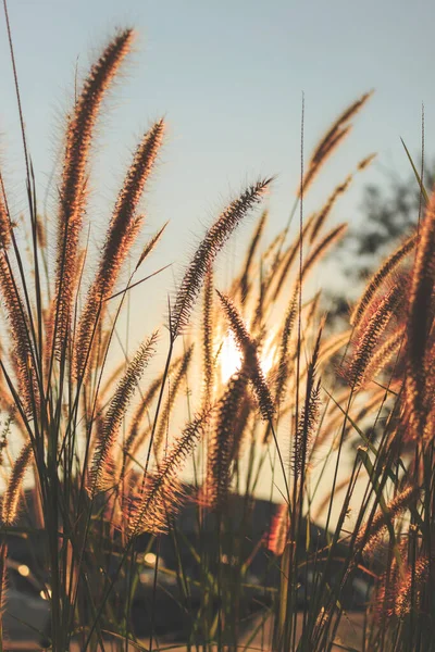 Трав Яна Квітка Заході Сонця Тоном Кольорів Плівки Якою Фоном — стокове фото