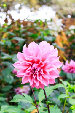 Güzel pembe kasımpatı çiçeği. Arka planda hafif odaklanma. ışık üzerinde 