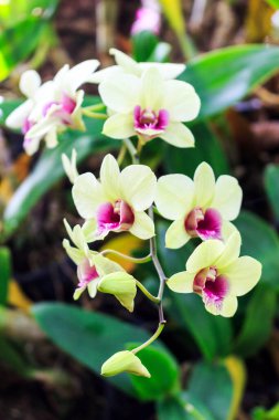 Güzel bir orkide çiçeğine yaklaş. Arka planda hafif odaklanma. ışık üzerinde