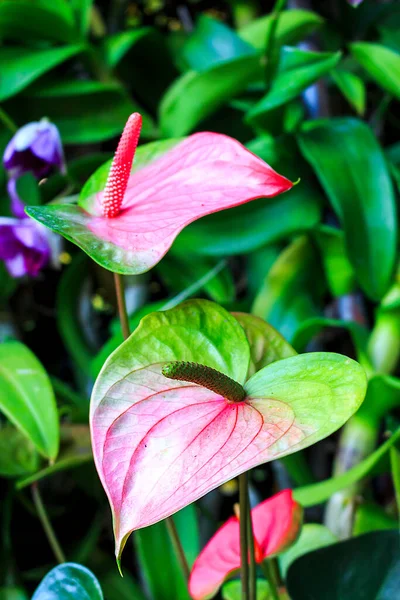 フラミンゴの花 背景にあるソフトフォーカス 光の上で — ストック写真