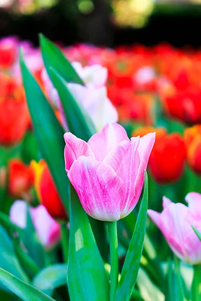 公園内のチューリップ 背景にあるソフトフォーカス 光の上で — ストック写真