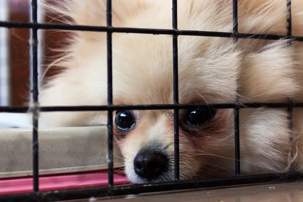 Perro Triste Jaula Enfoque Suave Fondo Sobre Luz — Foto de Stock