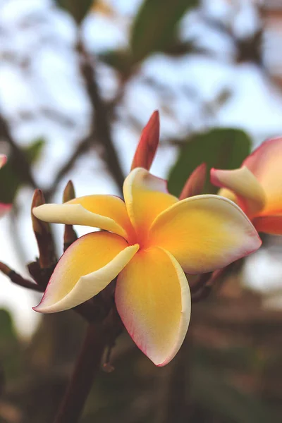 Flor Leelawadee Con Tono Colores Película Enfoque Suave Fondo Sobre —  Fotos de Stock