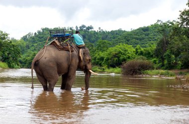 Filler fil kampında mahout (fil sürücüsü) ile banyo yapıyor ve arka planda hafif bir odaklanma ve ışık var. Chiang Rai Tayland