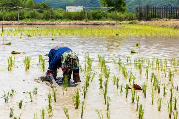 Trabajo Granjero Plántulas Arroz Están Listos Para Plantación Con Enfoque — Foto de Stock