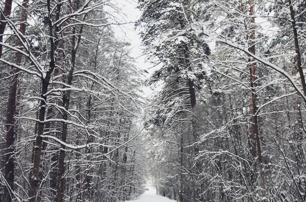 Piękne Zimno Krajobraz Wizerunkiem Zima Las — Zdjęcie stockowe
