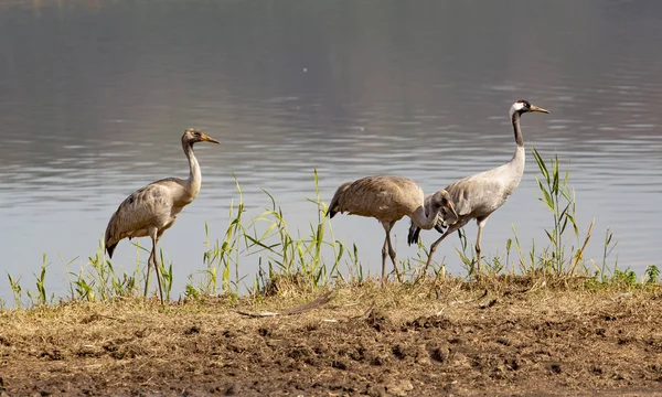 Kranich Natürlichen Lebensräumen Für Vögel Hula Tal Island Ein Rastplatz — Stockfoto