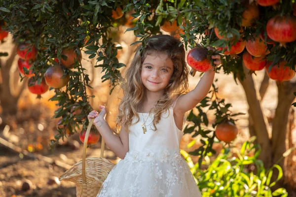 Menina Criança Jardim Romã Com Uma Cesta Cheia Romãs Rosh — Fotografia de Stock