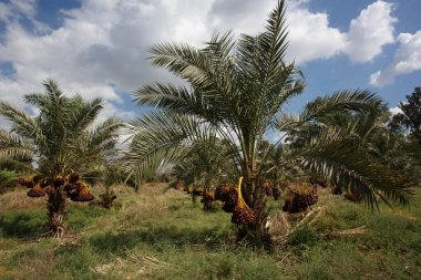 Hurma ağacında, tomurcukları nazik, yumuşak hurmalar.