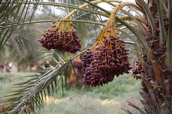 Läckra Färska Datum Växer Palm Stockbild