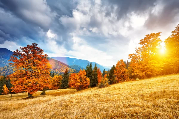 カラフルな森のある山の秋の風景 ストックフォト