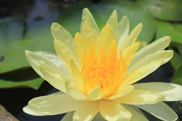 Close up Yellow Lotus in the sunlight.