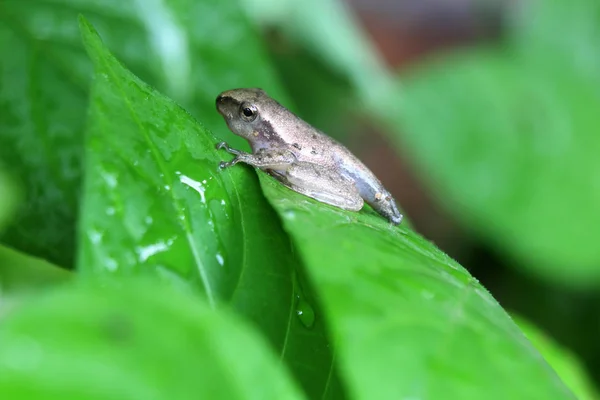 Green Paddy Frog Leaves Drops Dew Soft Focus — Stock Photo, Image