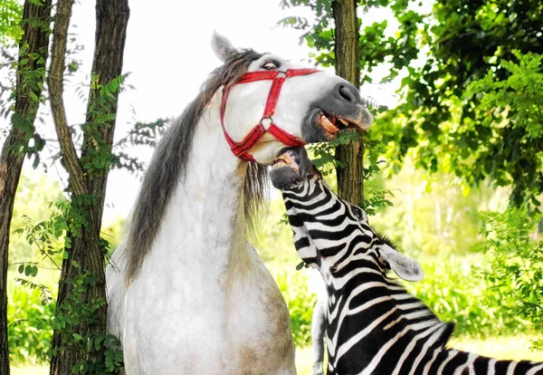 Zèbre Jouant Avec Cheval Blanc Portrait Des Animaux Drôles Plein — Photo