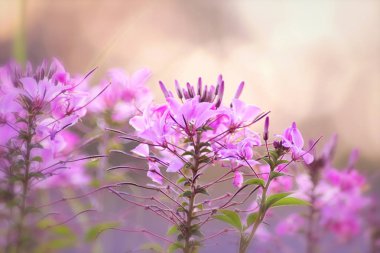 Altın güneş ışınlarının bir çayır üzerinde güzel pembe çiçekler. Romantik nazik sanatsal görüntü. 