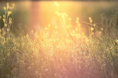 Yaz çiçek altın güneş ışınlarının bir çayır üzerinde. Romantik ve sihirli nazik sanatsal görüntü.