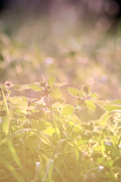 Nettles Louce Paprscích Slunce Izolovaná Měkkém Pastelových Tónové Tapetu — Stock fotografie