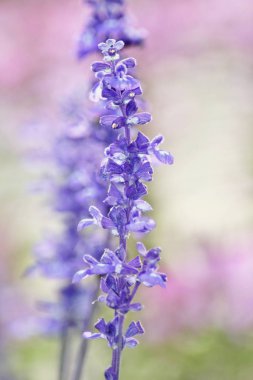 Yumuşak yumuşak pembe ve yeşil arka plan açık havada yakın çekim makro güzel mavi çiçek. Yaz sınır şablon çiçek arka plan.