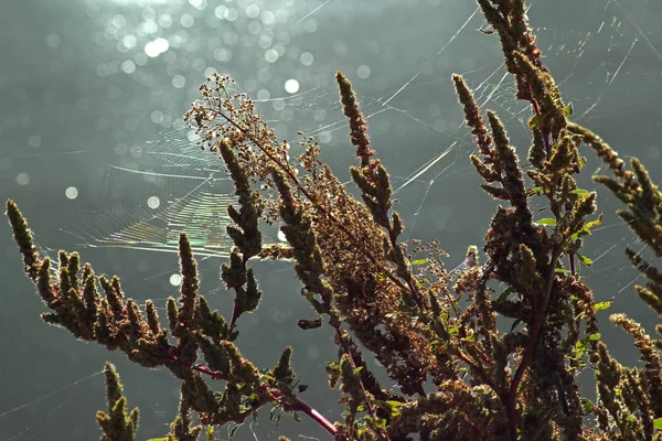 Plants Spidernet Isolated Sparkle Background Autumn Theme — Stock Photo, Image