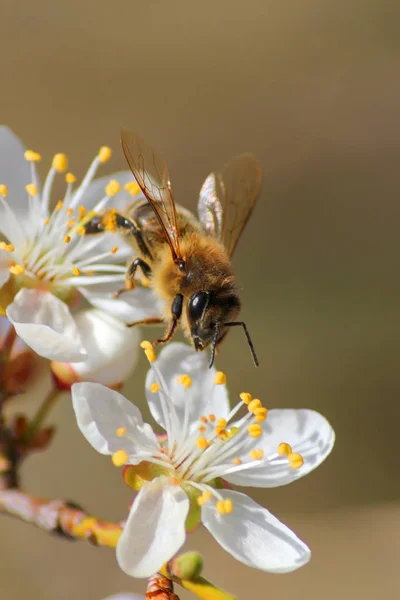 Πορτραίτο μιας μέλισσας που κάθεται πάνω στο λουλούδι — Φωτογραφία Αρχείου
